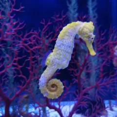 Un caballito de mar gigante, de color amarillo pálido, se enrosca entre corales rojos y algas verdes en un acuario azul.