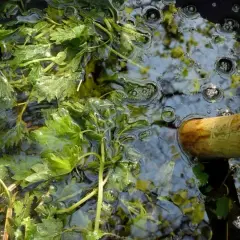 Pokrzywy w wodzie, gotowe do fermentacji. Tak powstaje naturalny nawóz, czyli jak zrobić gnojówkę z pokrzywy.