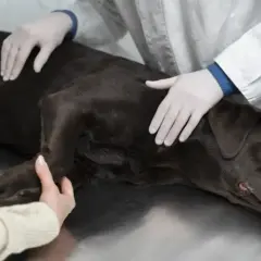 Weterynarz w rękawiczkach głaszcze brązowego psa leżącego na stole.
