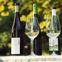 Dwa kieliszki z orzeźwiającym, musującym winem i butelki wina Avelada na tle zieleni.