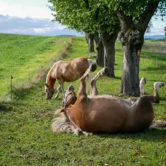 Dwa konie cieszą się wolnością na zielonej łące. Jeden tarza się w trawie, drugi spokojnie je. Idealne miejsce, jak w pensjonatach dla koni.