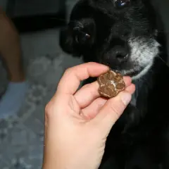 Czarny piesek z zaciekawieniem wącha przysmak w kształcie łapki. Czy pies może jeść wątróbkę? To pytanie nurtuje wielu właścicieli.