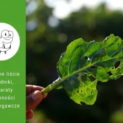 Zjedzone liście roślin ogrodowych z dziurami, spowodowane przez szkodniki. Na zielonym tle rysunek gąsienicy i tekst o szkodnikach.