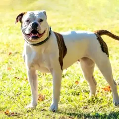 Buldog amerykański na trawie, zadowolony. Czy buldog amerykański jest agresywny? Ten piesek na to nie wygląda!