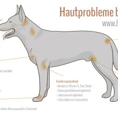 Hautprobleme beim Hund: Juckreiz durch Parasiten, Infektionen, Allergien, Verletzungen, Ernährung oder Hormone.