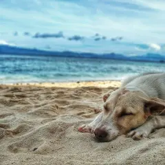 Pies śpi na piaszczystej plaży, marząc o zabawie na plaży dla psów. W tle błękitne morze i niebo.