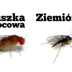Ziemiórka, ciemna i smukła, kontrastuje z brązową muszką owocową. Zobacz, jak wyglądają ziemiórki.
