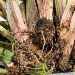Radici e fusti di carciofo con segni di marciume e insetti, possibili malattie del carciofo.