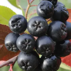 Dunkle, glänzende Aroniabeeren hängen an einem Ast, umgeben von roten und grünen Blättern. Was sind Aroniabeeren? Kleine Kraftpakete der Natur.