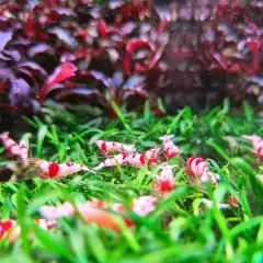 Plantas y gambas: beneficios y riesgos de su convivencia en acuarios