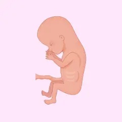Un feto di 3 mesi, con le mani giunte al viso, in una rappresentazione stilizzata su sfondo rosa chiaro.