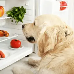 Jakie owoce dla psa są zdrowe i bezpieczne? Unikaj tych!