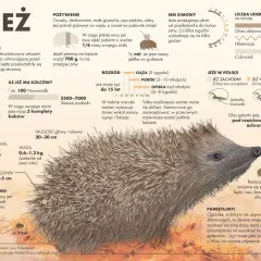 Jeże śpią w stertach liści, tworząc przytulne nory. W nich, z dala od drapieżników, bezpiecznie spędzają zimę.