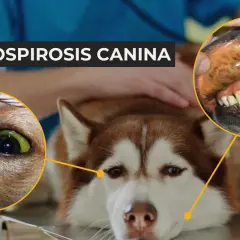 Perro con ictericia y encías oscuras, síntomas de leptospirosis canina.