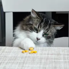 Czy koty mogą jeść popcorn? Dowiedz się, dlaczego to niebezpieczne