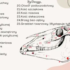 Anatomia czaszki konia: szczegółowy rysunek z numerowanymi elementami budowy głowy konia, od kości siekaczowej po jarzmową.