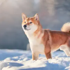 Un shiba inu, con su característico pelaje rojizo y cola enroscada, posa orgulloso en la nieve.