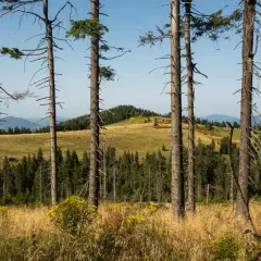 Widok na Turbacz przez suche drzewa i trawiaste zbocza. W oddali góry i lasy.