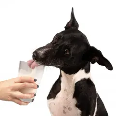 ¿Es buena la leche para los perros? Riesgos y alternativas seguras