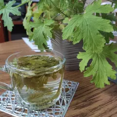 Geranium/Anginka: Napar bezpieczny? Przepis, korzyści, przeciwwskazania