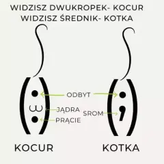 Jak rozpoznać płeć małego kota? Praktyczne wskazówki dla właścicieli