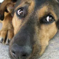 Un perro con grandes ojos de ballena mira con ternura, su hocico negro y pelaje marrón y negro se funden en la imagen.