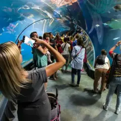 Ludzie spacerują w tunelu oceanarium, robiąc zdjęcia rybom. Czy afrykarium i oceanarium to to samo? Nie, to różne atrakcje.