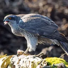 Ein Habicht im Garten, mit leuchtend orangen Augen und Beute in den Krallen, sitzt auf einem moosbewachsenen Ast.