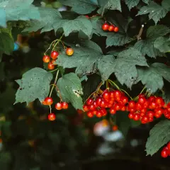 Krzew z gęstymi, zielonymi liśćmi i kiściami błyszczących, czerwonych owoców kaliny.