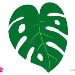 Grünes Monstera-Blatt mit Schlitzen und Löchern auf weißem Hintergrund.
