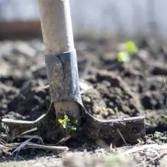 Łopata w ziemi, gotowa do przekopania jej z chwastami. Widać świeże pędy roślin.