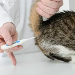 Weterynarz mierzy temperaturę kota termometrem.