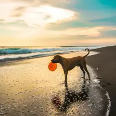 Un chien brun avec un frisbee orange dans la gueule profite de ses vacances avec chien sur une plage au coucher du soleil.