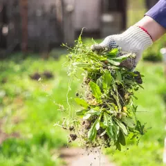 Ręka w rękawicy trzyma garść wyrwanych chwastów z ziemią. Wiosenne porządki w ogrodzie, czas pozbyć się niechcianych roślin.