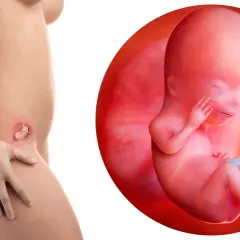 Feto di 12 settimane di gravidanza, con un piccolo dettaglio che mostra il rischio aborto.