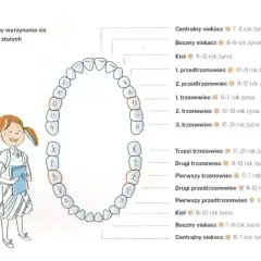 Ilustracja pokazuje schemat zębów stałych i terminy ich wyrzynania. Dowiedz się, ile zębów ma człowiek i kiedy pojawiają się poszczególne rodzaje zębów.