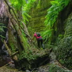 Senderista trepa por un tronco caído en un cañón verde y musgoso, como si explorara el cubo de la galga.