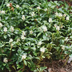 Dichtes Grün mit kleinen weißen Blüten, ein **bodendecker schnellwachsend**, das den Boden bedeckt.