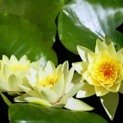 Trois nénuphars jaunes éclosent sur de larges feuilles vertes. La **racine nénuphar** nourrit ces fleurs délicates.