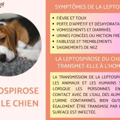 Un chien beagle malade, sujet à la leptospirose. La chance de survie dépend d'une prise en charge rapide des symptômes.