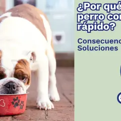 Un bulldog inglés come en su plato rojo. ¿Por qué mi perro come tan rápido? Consecuencias y soluciones.