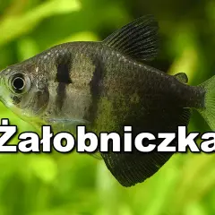 Czarna ryba akwariowa, znana jako żałobniczka, pływa wśród zielonych roślin.