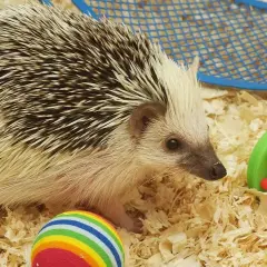 Mały jeż eksploruje swoje terrarium dla jeża, otoczony zabałkami i ściółką.