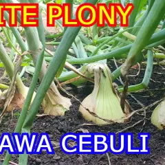 Jak uprawiać cebulę z nasion: proste kroki do zdrowych plonów