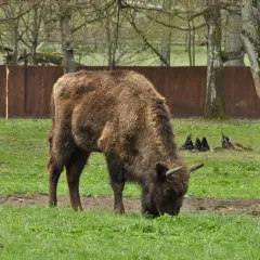 Młody żubr pasie się na trawie w parku narodowym. Jego gęste futro chroni go przed chłodem.