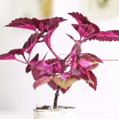 En vacker palettblomma med mörklila och rosa blad. En röd cirkel markerar var man ska toppa palettblad för att få en buskigare planta.