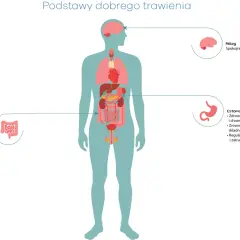 Ilustracja przedstawia ludzki układ trawienny. Mózg, żołądek i jelita odgrywają kluczową rolę w tym, ile trawi się pokarm.