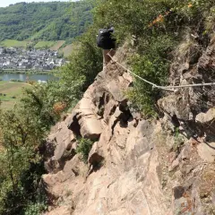Wanderer sichert sich mit Seil am Felssteig über der Mosel. Blick auf Weinberge und Dorf.
