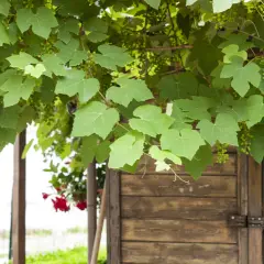 Fogliame rigoglioso di vite in giardino, con piccoli grappoli verdi che promettono un futuro raccolto, sovrasta una rustica porta di legno.