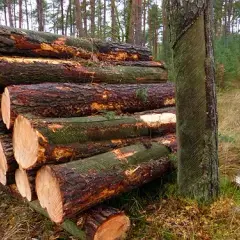 Zrąb w lesie: dlaczego powstaje i jak odradza się las?